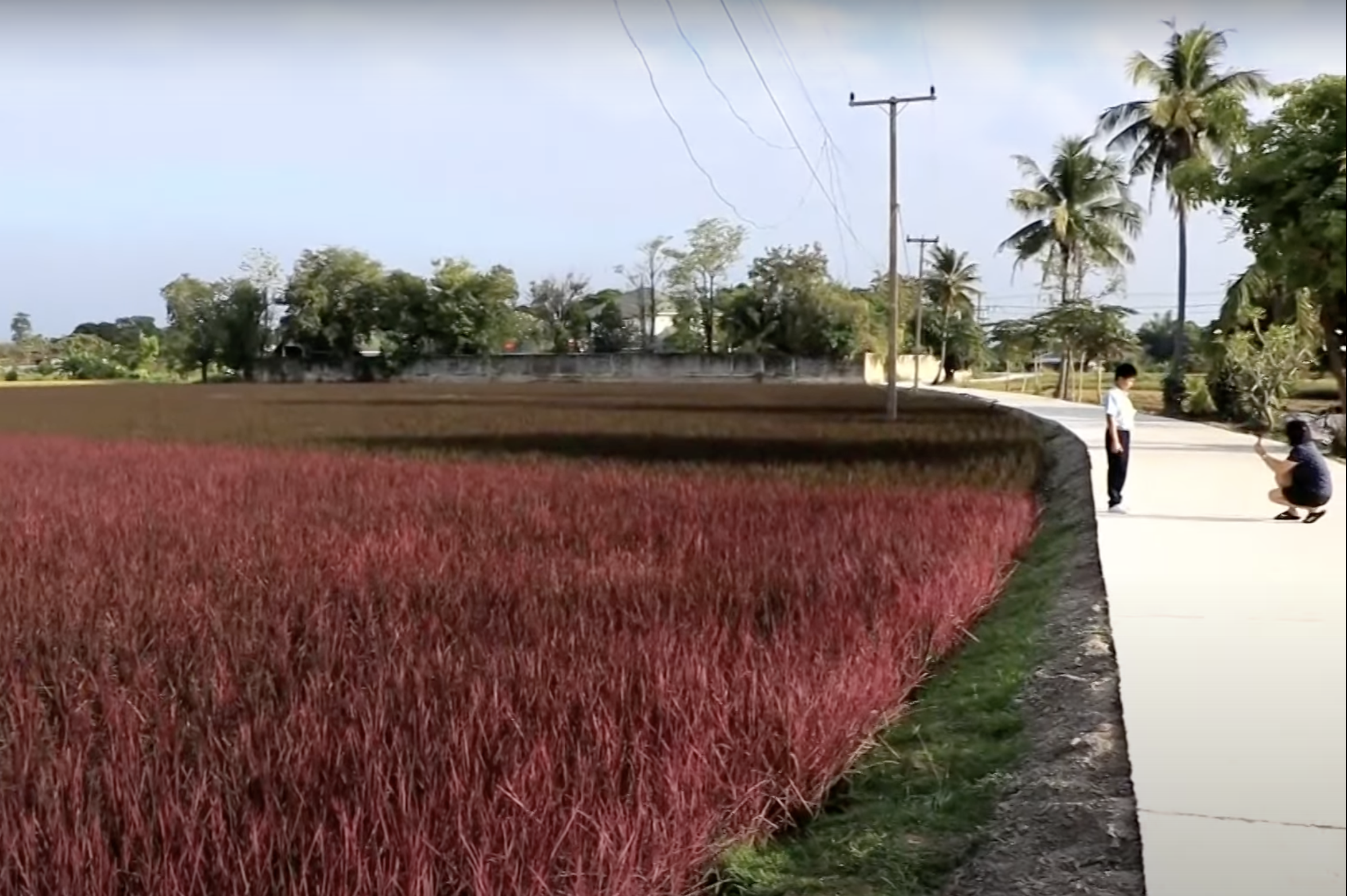 นาข้าวสีชมพู เมืองพิษณุโลก เปิดให้ นทท.เข้าชมฟรี นาข้าวสีชมพู เมืองพิษณุโลก เปิดให้ นทท.เข้าชมฟรี