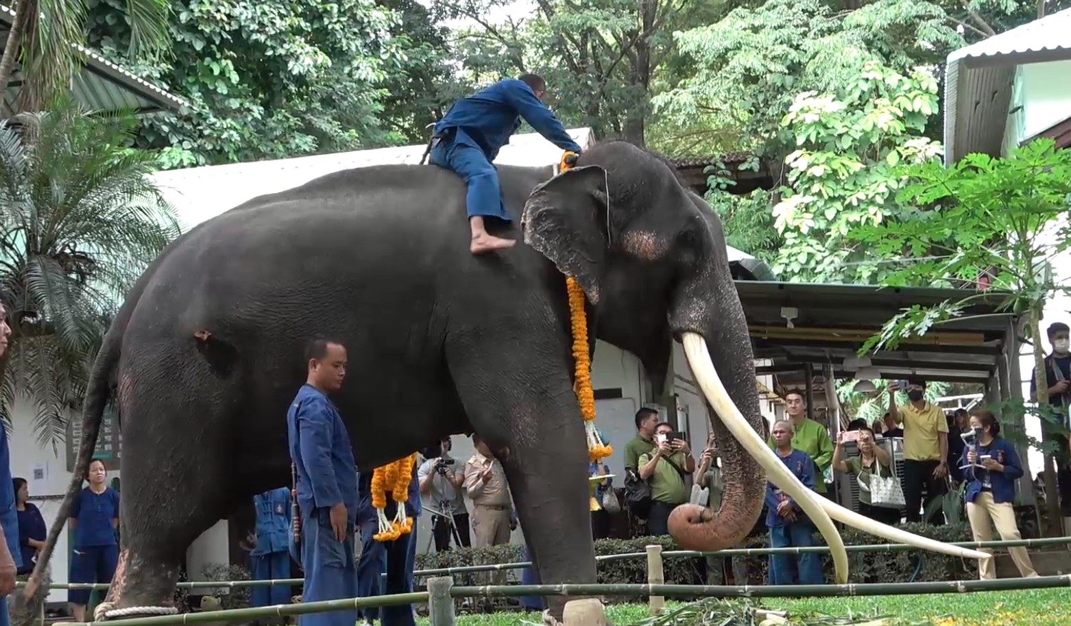 หาดูยาก! เปิดภาพพิธีฮ้องขวัญช้าง เรียกขวัญ “พลายศักดิ์สุรินทร์” กลับไทย