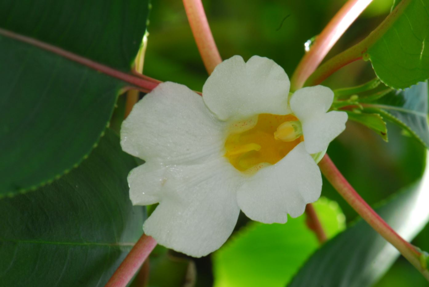 นักพฤษศาสตร์ไทย ค้นพบพืชสกุลเทียนกว่า 20 ชนิด และ 1 สายพันธุ์ใหม่ล่าสุดของโลก
