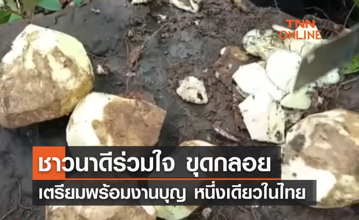 ชาวนาดีร่วมใจขุดกลอย เตรียมพร้อม "งานบุญ" หนึ่งเดียวในประเทศไทย