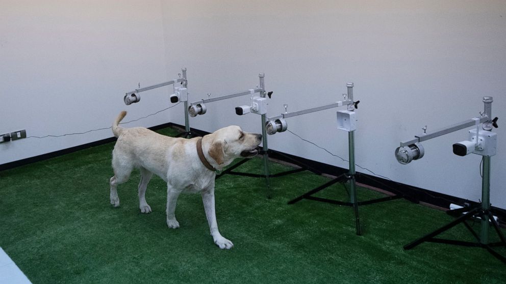 น้องหมาลาบราดอร์ร่วมสู้โคโรนาไวรัสในไทย ด้วยการช่วยดมกลิ่นหาเชื้อ! น้องหมาลาบราดอร์ร่วมสู้โคโรนาไวรัสในไทย ด้วยการช่วยดมกลิ่นหาเชื้อ!