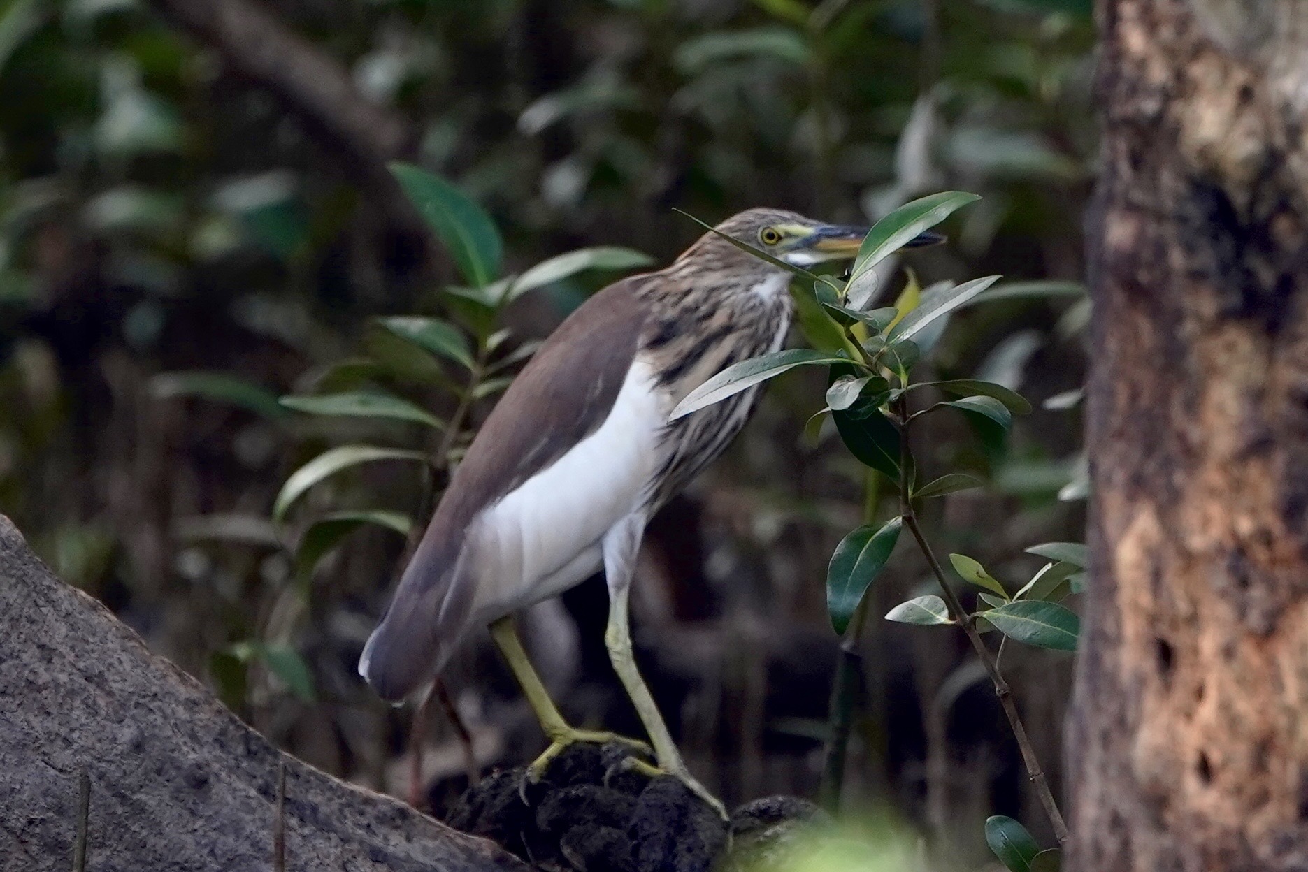 เครือซีพี ร่วมกับ สมาคมอนุรักษ์นกและธรรมชาติแห่งประเทศไทย จัดกิจกรรมชวนชมนก ‘CP Bird Walk’ ครั้งที่ 3 ส่งท้ายปี เครือซีพี ร่วมกับ สมาคมอนุรักษ์นกและธรรมชาติแห่งประเทศไทย จัดกิจกรรมชวนชมนก ‘CP Bird Walk’ ครั้งที่ 3 ส่งท้ายปี