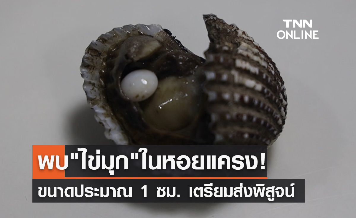 หนุ่มเชียงรายดีใจ! เจอ "ไข่มุก" ในหอยแครง เตรียมส่งพิสูจน์