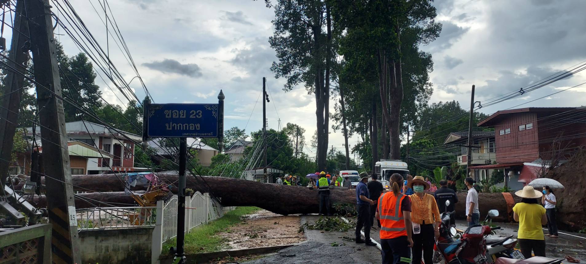 ระทึก! ต้นยางนาร้อยปีโค่นพร้อมกัน 7 ต้น ดึงเสาไฟฟ้าโค่นอีก 27 ต้น 