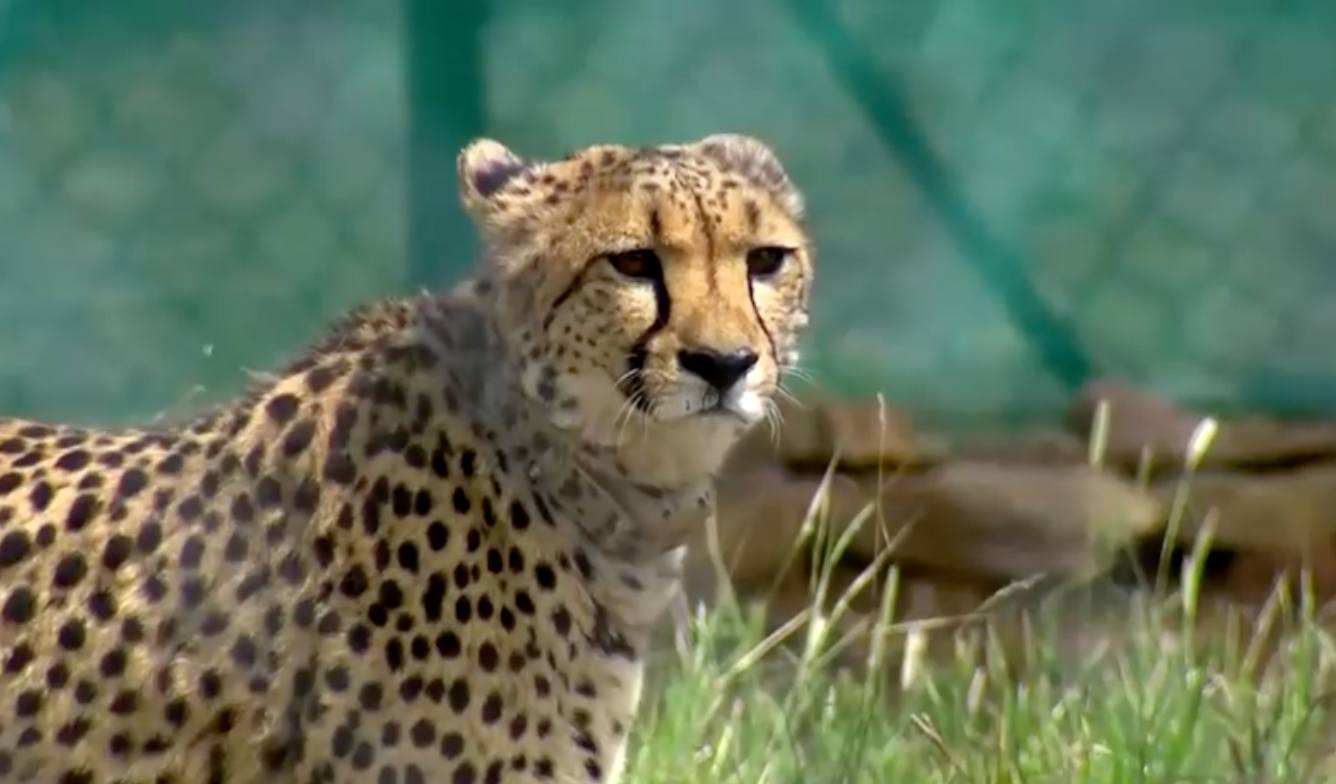 เสือชีตาห์คืนสู่อินเดียหลังสูญพันธุ์ไปนานถึง 70 ปี   