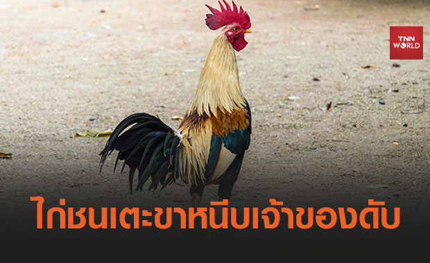 คดีพิลึกอินเดีย ไก่ชนติดใบมีด แทงขาหนีบเจ้าของดับ