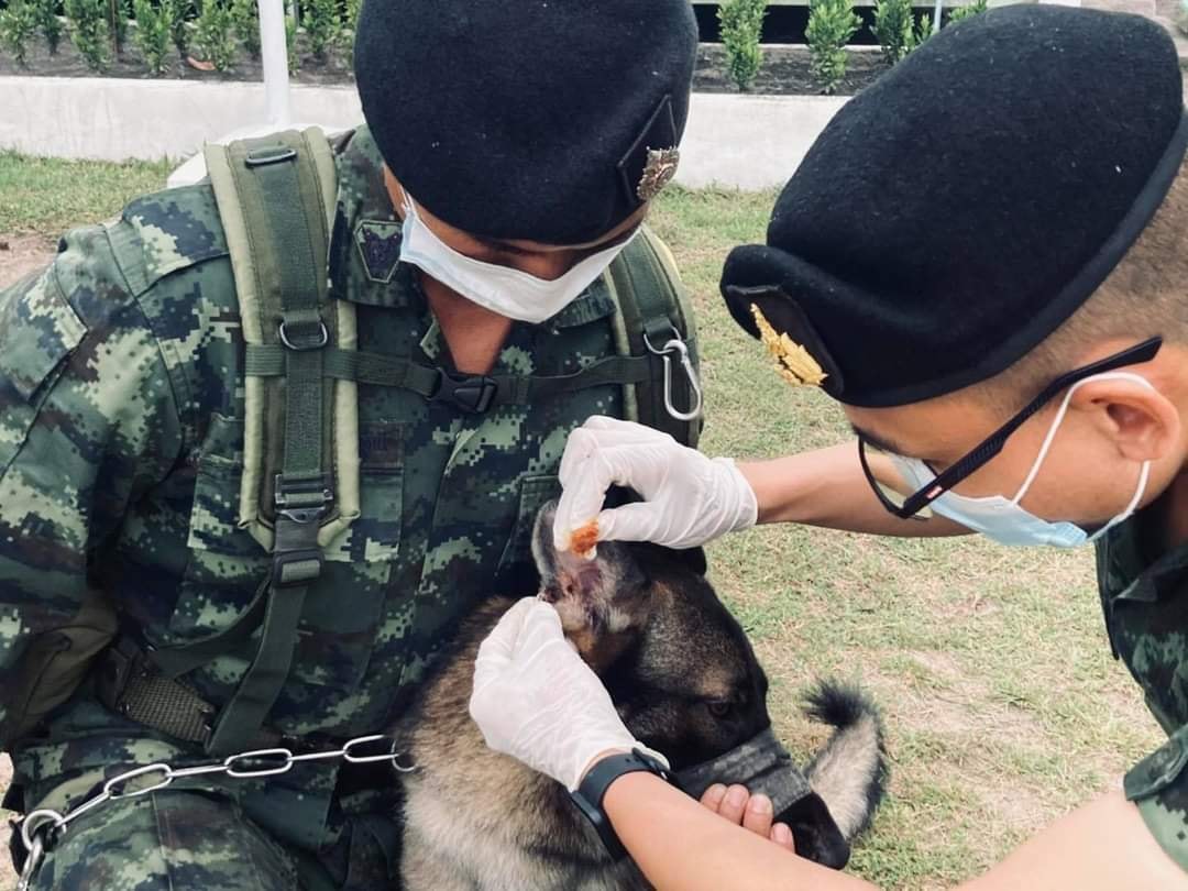 ยกย่อง ‘เจ้าโลฮาน’ สุนัขทหารรับกระสุนผู้ก่อการร้าย 3จว.ใต้บาดเจ็บ