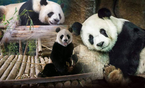 ย้อนรอย “ช่วงช่วง-หลินฮุ่ย” “แพนด้ายักษ์”ทูตสันถวไมตรี “ไทย-จีน” ย้อนรอย “ช่วงช่วง-หลินฮุ่ย” “แพนด้ายักษ์”ทูตสันถวไมตรี “ไทย-จีน”