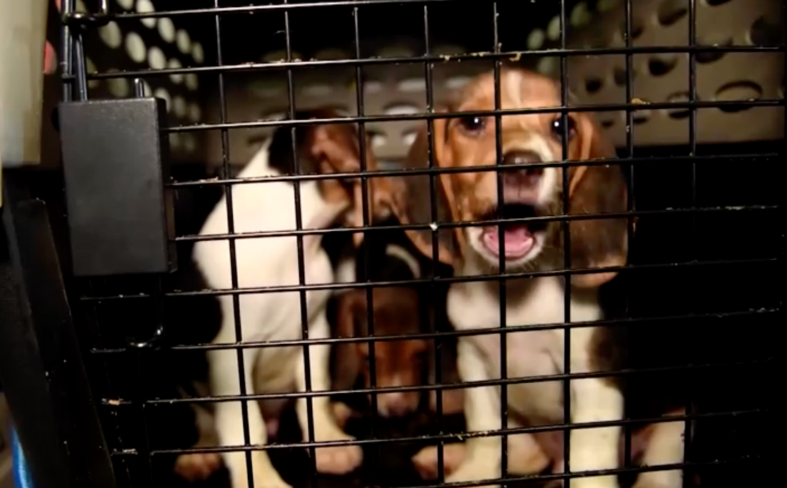 บุกช่วยสุนัขบีเกิล 4,000 ตัว! ไม่ให้ถูกใช้เป็นสัตว์ทดลองในสหรัฐ