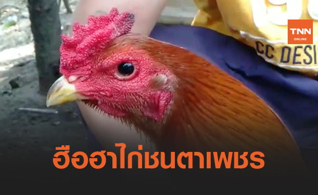 ฮือฮา! "ไก่ชนตาเพชร" เจ้าของไม่ขายแม้จะมีคนให้ราคาครึ่งแสน