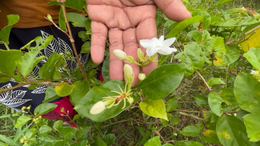 วันแม่ 12 สิงหาคม สำรวจราคา ดอกมะลิ ราคาพุ่ง กก.ละ 1,200 บาท วันแม่ 12 สิงหาคม สำรวจราคา ดอกมะลิ ราคาพุ่ง กก.ละ 1,200 บาท