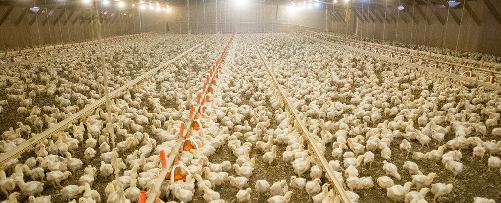 รัสเซียพบผู้ติดเชื้อ H5N8 ไข้หวัดนกสายพันธุ์ใหม่ รัสเซียพบผู้ติดเชื้อ H5N8 ไข้หวัดนกสายพันธุ์ใหม่