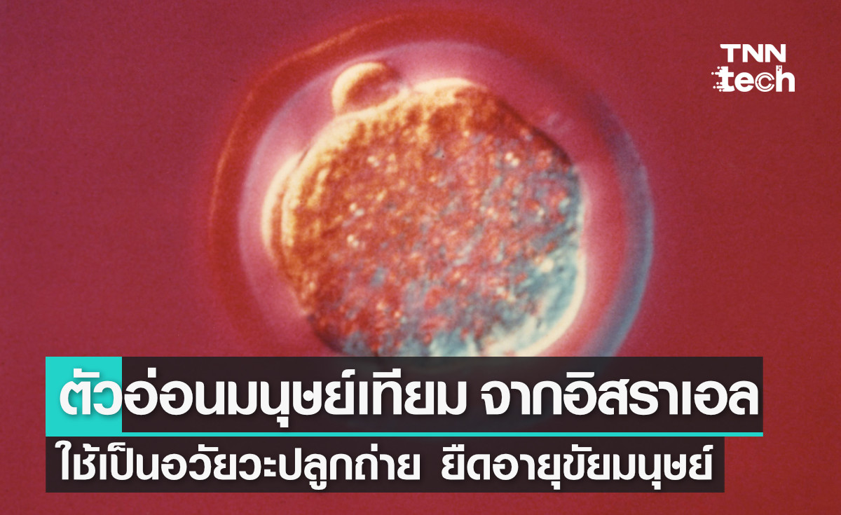อิสราเอลพัฒนา "ตัวอ่อนมนุษย์เทียม" หวังใช้เป็นอวัยวะปลูกถ่าย ยืดอายุขัยมนุษย์