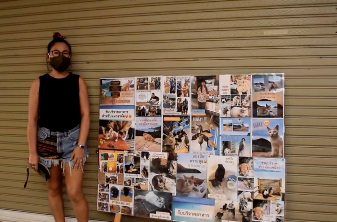 ทาสช่วยน้องด้วย! แมวถูกทิ้งติดเกาะพีพีกว่า 1 พันตัว ผลกระทบโควิด-19 ทาสช่วยน้องด้วย! แมวถูกทิ้งติดเกาะพีพีกว่า 1 พันตัว ผลกระทบโควิด-19