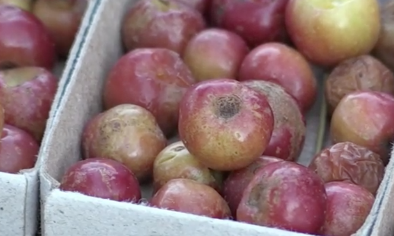 มุ้งมิ้ง! ชาวสวนรัสเซียปลูกแอปเปิ้ลจิ๋วลูกเท่าไข่มุก เหมาะกับอากาศไซบีเรีย 