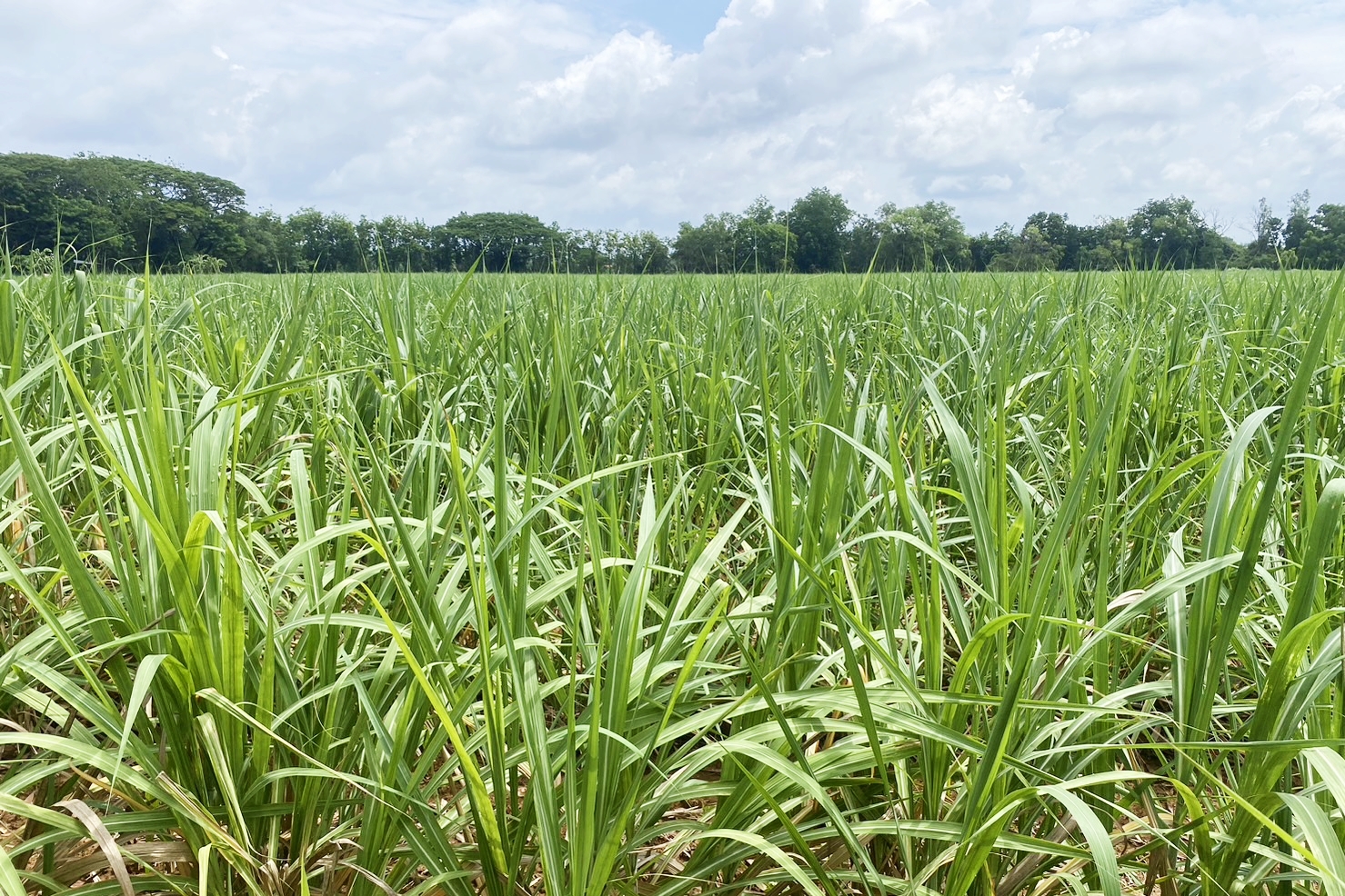 ตามไปดูเกษตรกร ได้ “น้ำปุ๋ย” จากซีพีเอฟ ช่วยก้าวผ่านวิกฤติแล้งตลอด 20 ปี ตามไปดูเกษตรกร ได้ “น้ำปุ๋ย” จากซีพีเอฟ ช่วยก้าวผ่านวิกฤติแล้งตลอด 20 ปี