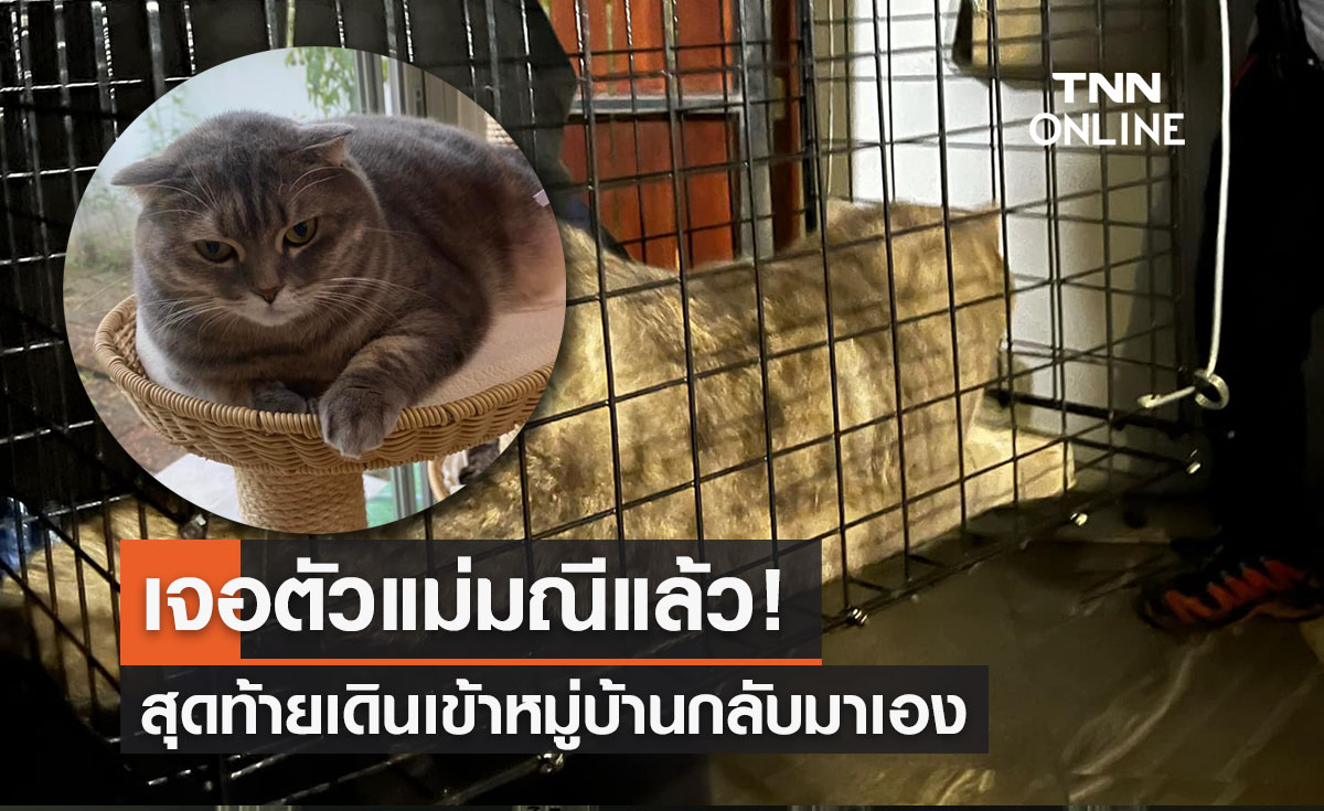 เจอตัวแม่มณีแล้ว! เจ้าของตั้งรางวัลนำส่ง 3 แสน สุดท้ายน้องเดินกลับมาเอง