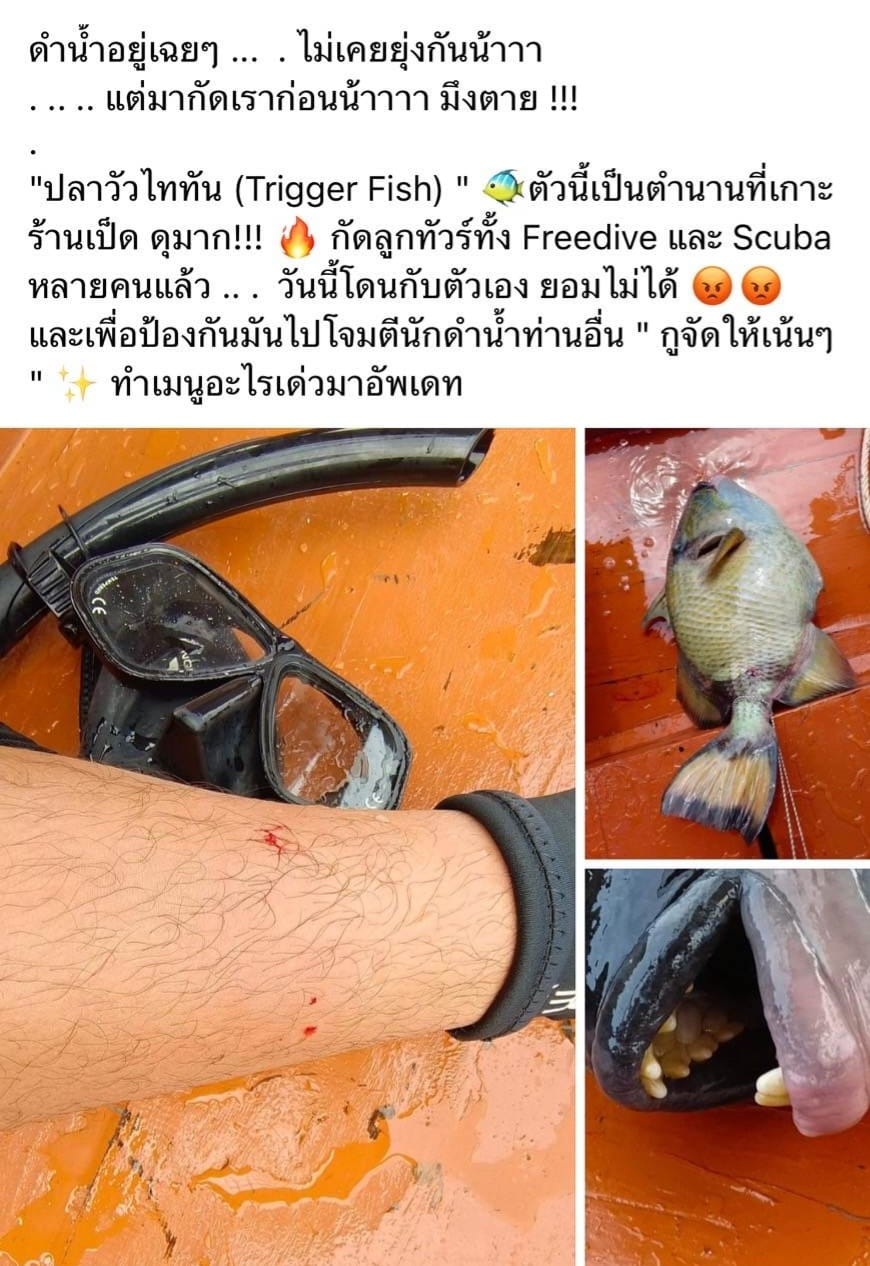 รู้จัก ปลาวัวไททัน สัตว์ที่ถูกนักดำน้ำฆ่าตาย จนเกิดดราม่า 