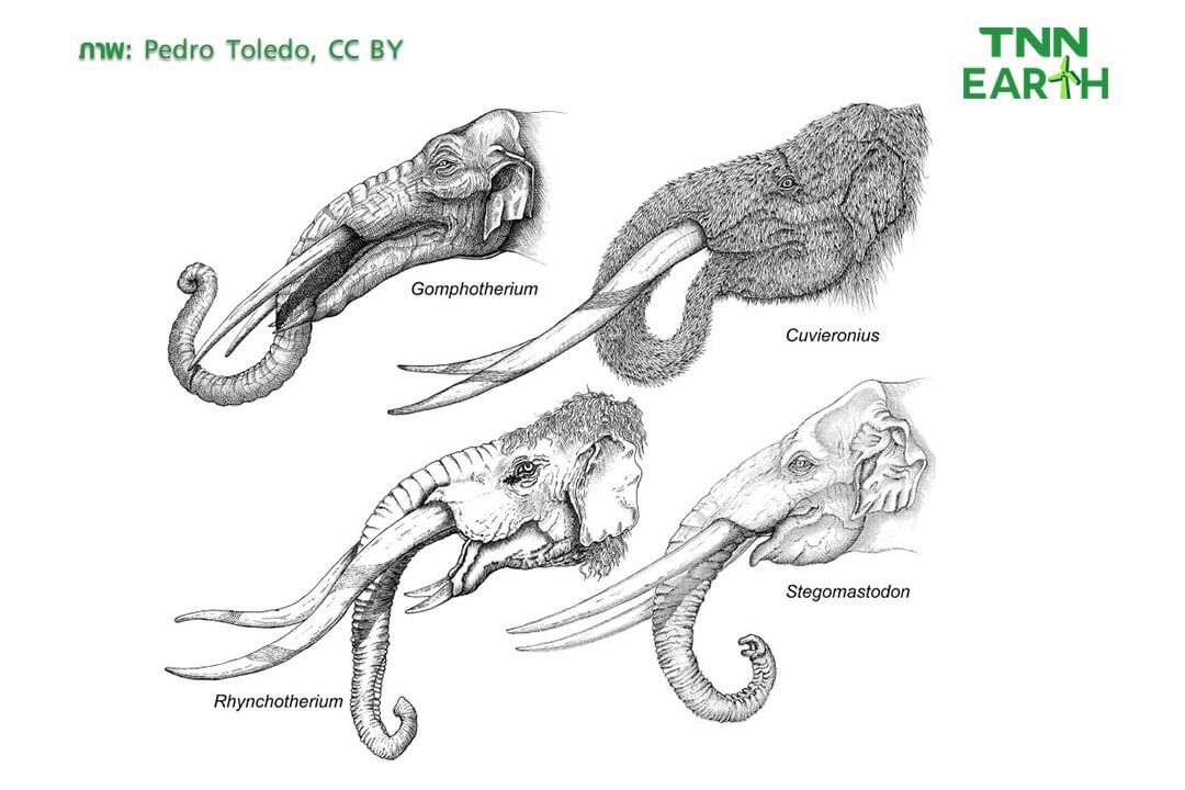 พบ สุสานช้าง โบราณ    ที่เต็มไปด้วยกระดูกขนาดมหึมา