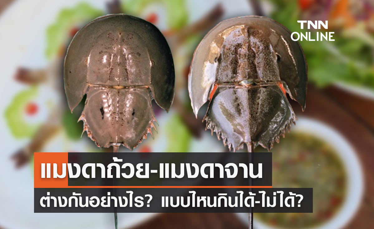 แมงดาถ้วย-แมงดาจาน ต่างกันอย่างไร แบบไหนกินได้-ไม่ได้? 