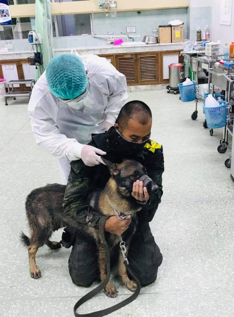 ยกย่อง ‘เจ้าโลฮาน’ สุนัขทหารรับกระสุนผู้ก่อการร้าย 3จว.ใต้บาดเจ็บ