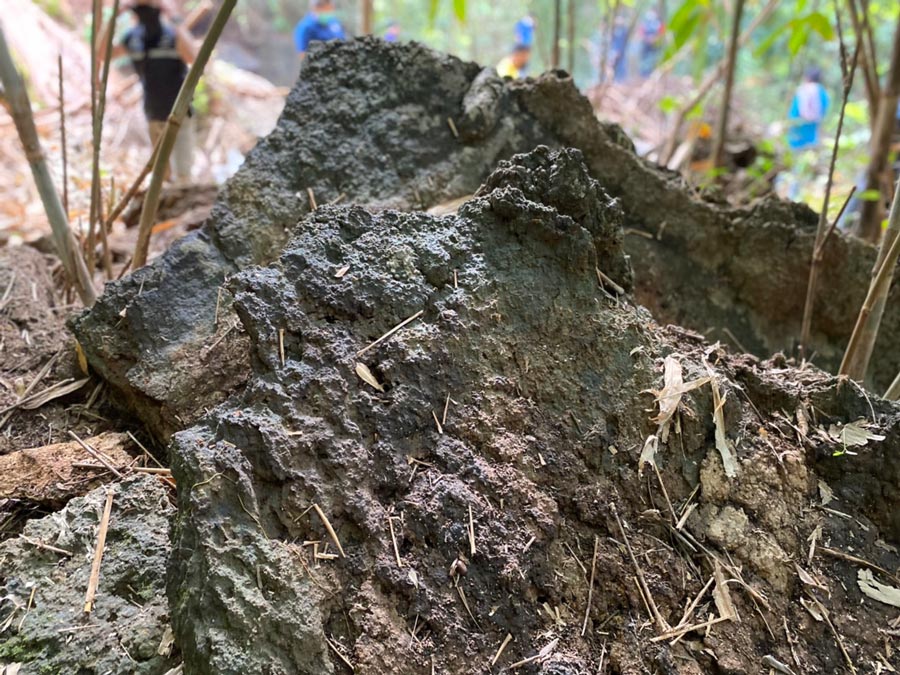 ฮือฮา! พบ ฟอสซิลใบไม้-ไม้กลายเป็นหิน คาดอายุกว่า 250 ล้านปีโผล่โคราช