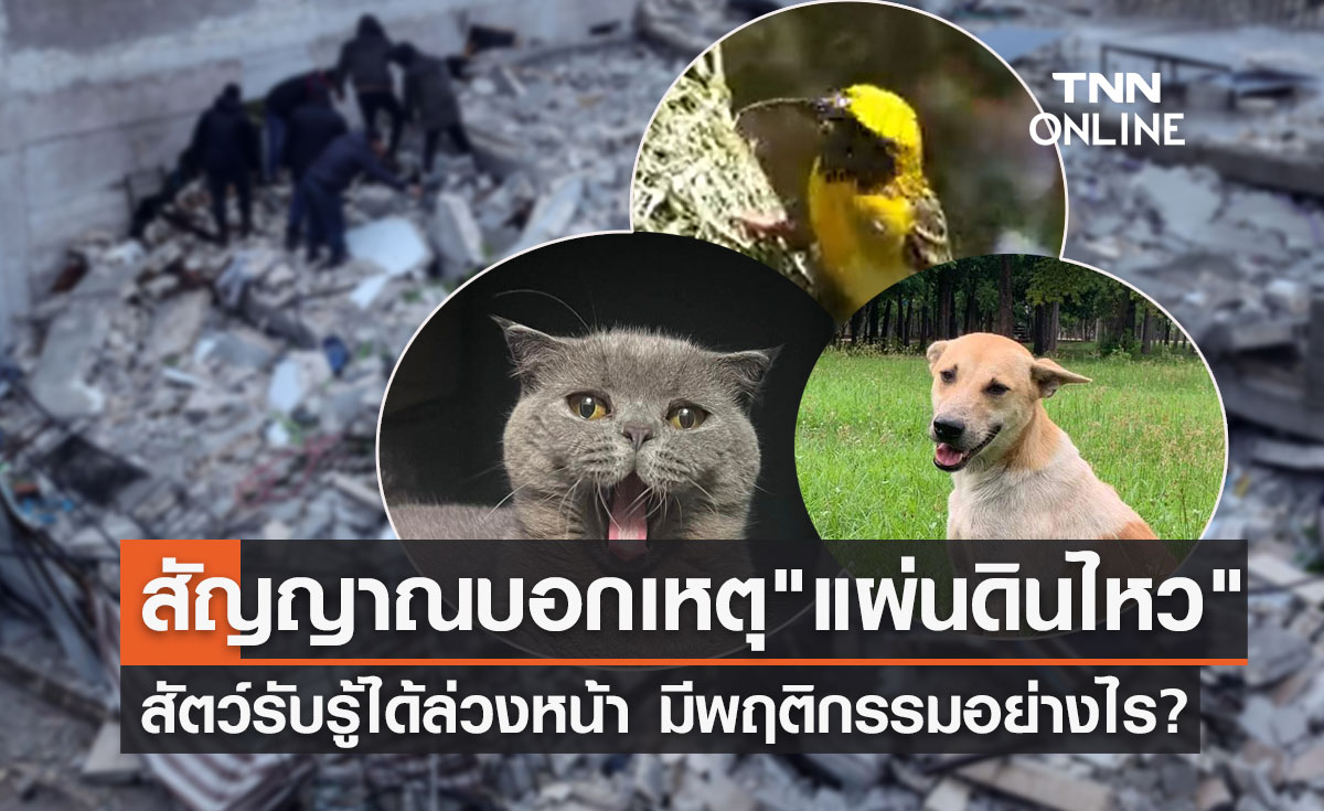 สัญญาณบอกเหตุ "แผ่นดินไหว" สัตว์รับรู้ได้ล่วงหน้า จะแสดงพฤติกรรมอย่างไร?