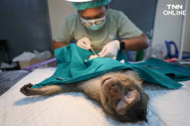 ทำหมันควบคุมประชากร แก้ปัญหาลิงขยายพันธ์ุเข้าถิ่นอาศัยคน ทำหมันควบคุมประชากร แก้ปัญหาลิงขยายพันธ์ุเข้าถิ่นอาศัยคน