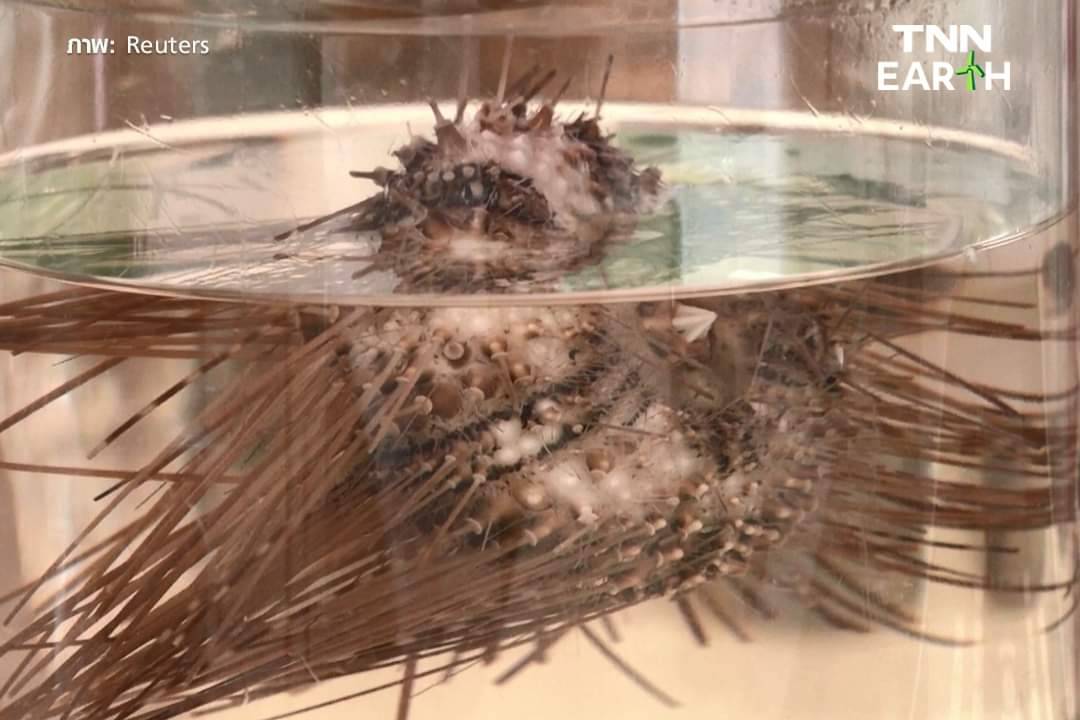 “ซิลิเอต” โรคระบาดกวาดล้าง “เม่นทะเล” กระทบแนวปะการัง ในทะเลแดง “ซิลิเอต” โรคระบาดกวาดล้าง “เม่นทะเล” กระทบแนวปะการัง ในทะเลแดง