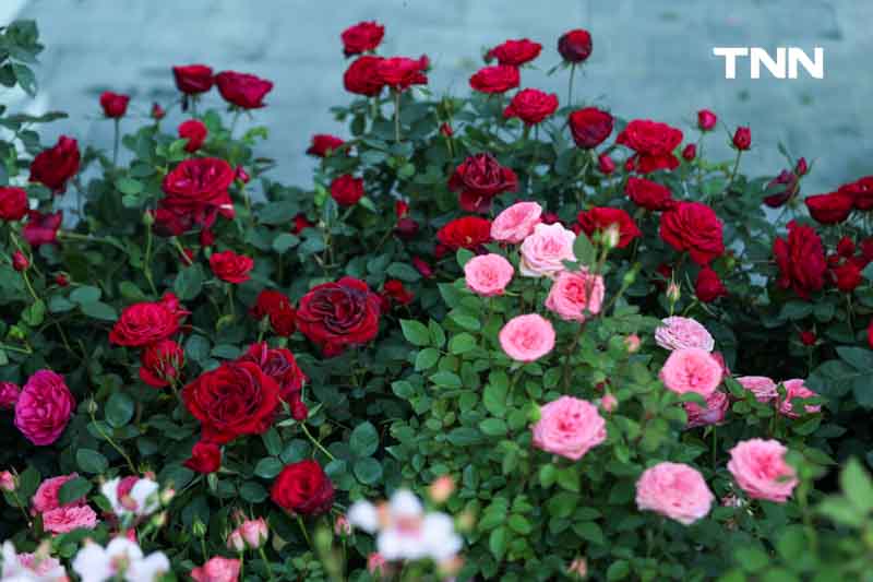ยลโฉมกุหลาบ 260 สายพันธุ์ เนรมิตสวนกุหลาบใจกลางกรุงเทพ ยลโฉมกุหลาบ 260 สายพันธุ์ เนรมิตสวนกุหลาบใจกลางกรุงเทพ
