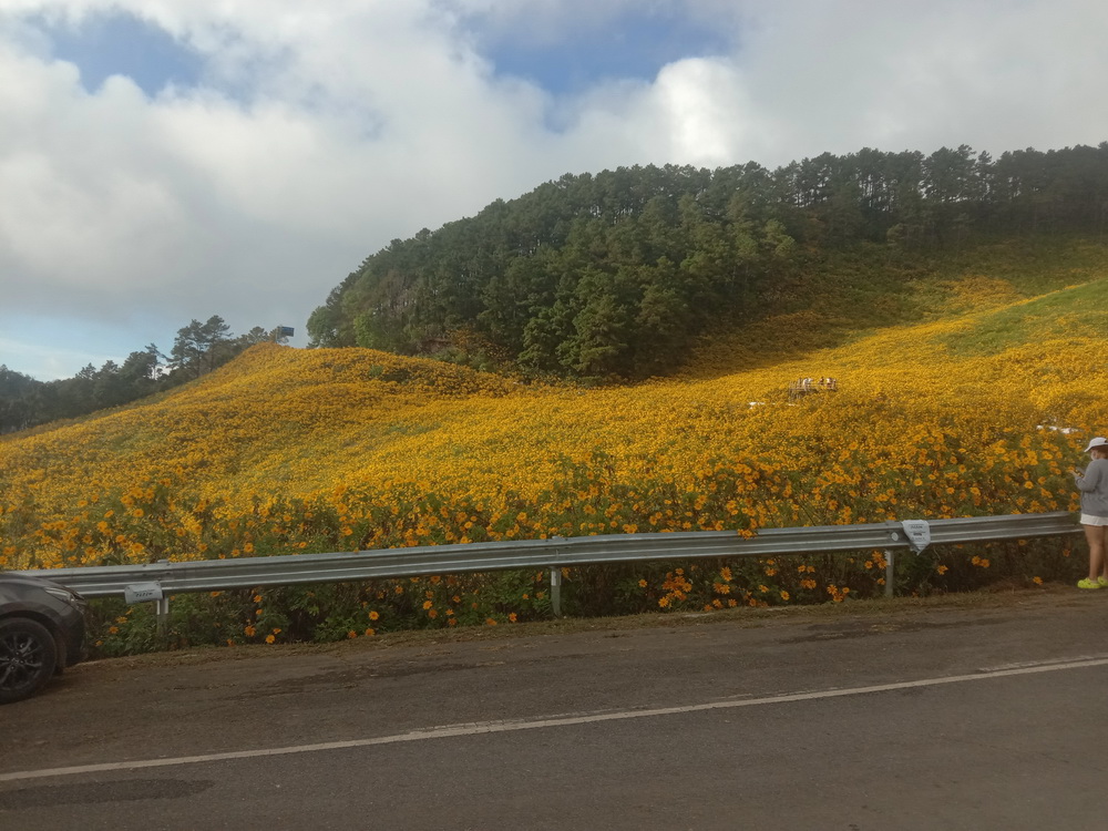 ที่เที่ยวแม่ฮ่องสอน นทท.แห่ชมทุ่งบัวตองเบ่งบานเหลืองอร่ามทั่วขุนเขา ที่เที่ยวแม่ฮ่องสอน นทท.แห่ชมทุ่งบัวตองเบ่งบานเหลืองอร่ามทั่วขุนเขา