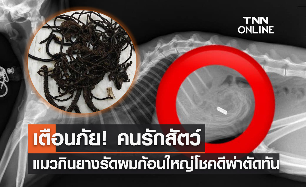 ทาสพึงระวัง! เตือนภัย "แมวกินยางรัดผม" โชคดีผ่าตัดทันเวลา