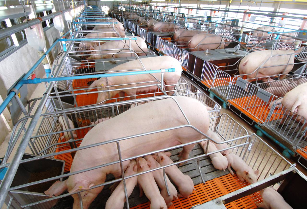 ซีพีเอฟ ชูระบบ “ไบโอซีเคียวริตี้” ป้องเข้มฟาร์มหมูจาก “ASF” ซีพีเอฟ ชูระบบ “ไบโอซีเคียวริตี้” ป้องเข้มฟาร์มหมูจาก “ASF”