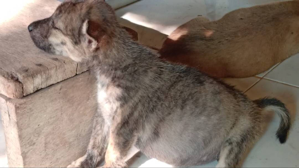 สุดเวทนา! ลูกสุนัข ท้องโตผิดปกติ นอนทีไรหงายท้องทุกที สุดเวทนา! ลูกสุนัข ท้องโตผิดปกติ นอนทีไรหงายท้องทุกที