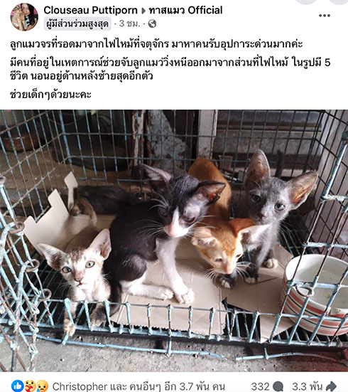 แมวจร 5 ชีวิตรอดตายไฟไหม้จตุจักร ชาวเน็ตช่วยแชร์หาคนอุปการะ