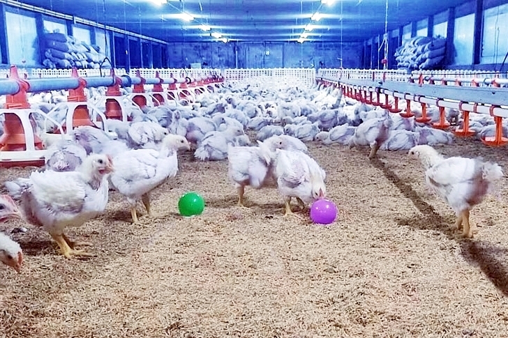 CPF ยึดหลักสุขภาพหนึ่งเดียว (One Health) มุ่งเน้นสวัสดิภาพสัตว์ สร้างอาหารปลอดภัยตั้งแต่ฟาร์มสู่จาน CPF ยึดหลักสุขภาพหนึ่งเดียว (One Health) มุ่งเน้นสวัสดิภาพสัตว์ สร้างอาหารปลอดภัยตั้งแต่ฟาร์มสู่จาน