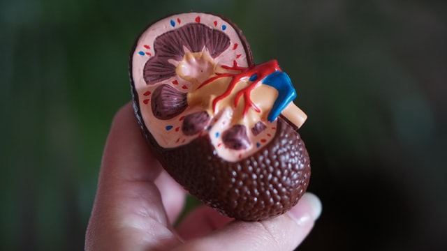 สร้าง ไต ด้วย 3D-printing เพื่อใช้เป็นอวัยวะปลูกถ่ายในผู้ป่วยไตวายเรื้อรัง สร้าง ไต ด้วย 3D-printing เพื่อใช้เป็นอวัยวะปลูกถ่ายในผู้ป่วยไตวายเรื้อรัง