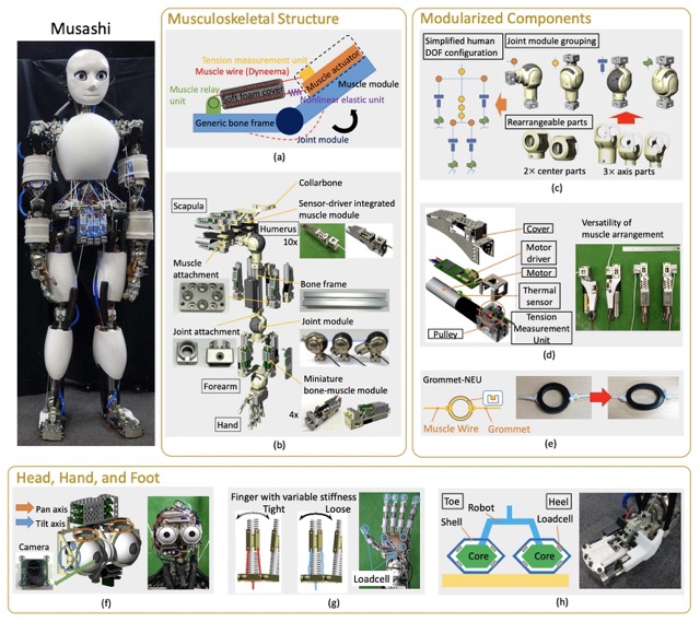 ญี่ปุ่นพัฒนาหุ่นยนต์มูซาชิ เป้าหมายขับรถให้มนุษย์ในอนาคต ญี่ปุ่นพัฒนาหุ่นยนต์มูซาชิ เป้าหมายขับรถให้มนุษย์ในอนาคต