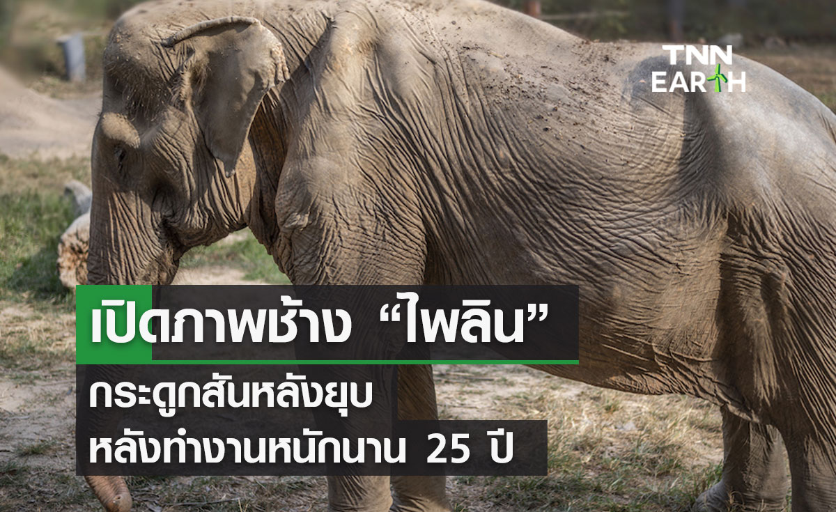 เปิดภาพช้าง “ไพลิน” กระดูกสันหลังยุบ หลังทำงานหนักมานาน 25 ปี