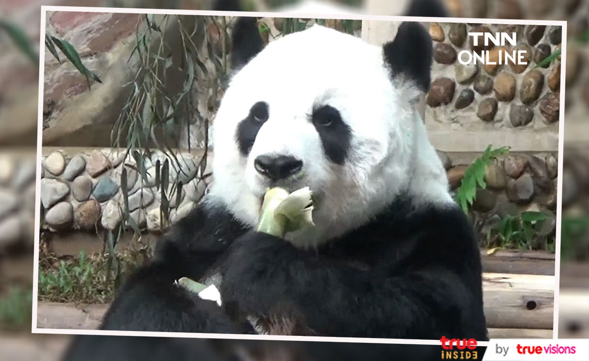 หลินฮุ่ย แพนด้ายักษ์ อายุ 21 ปี เสียชีวิตแล้ว หลินฮุ่ย แพนด้ายักษ์ อายุ 21 ปี เสียชีวิตแล้ว