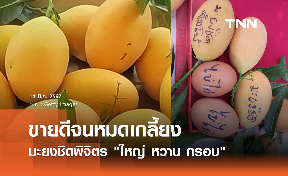 มะยงชิดพิจิตร "ใหญ่ หวาน กรอบ" ของดีเมืองไทย ขายดีจนหมดเกลี้ยง