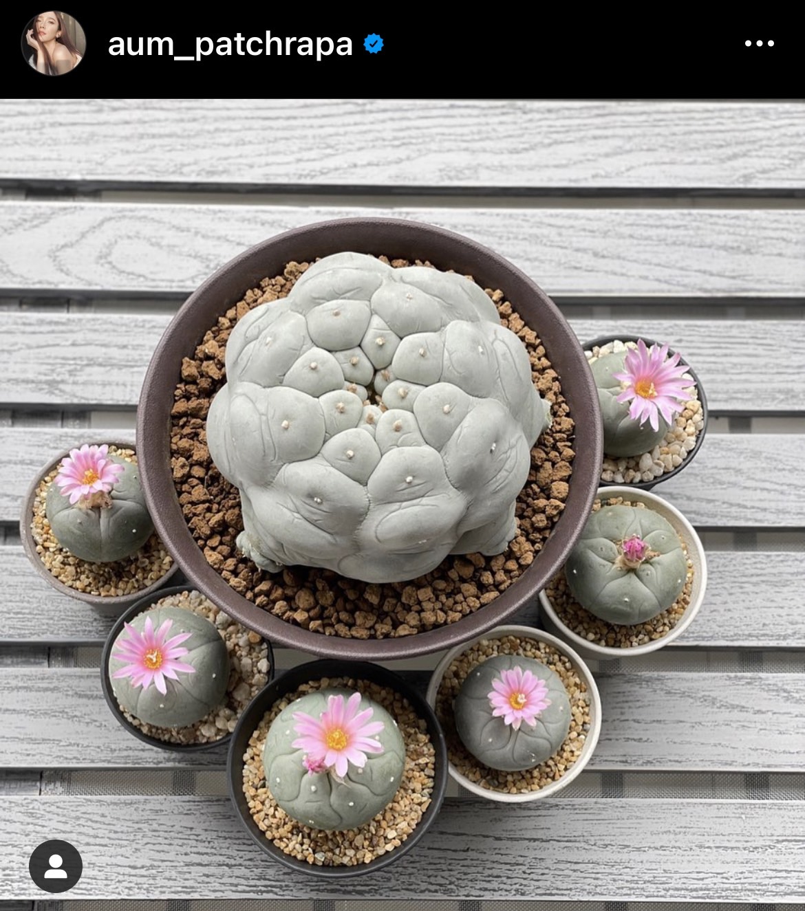 อั้ม ยังไม่คิดเรื่องแต่ง ไฮโซพก พ่อแม่ไม่เร่ง! แย้มราคาต้นกระบองเพชร 250,000 บาท อั้ม ยังไม่คิดเรื่องแต่ง ไฮโซพก พ่อแม่ไม่เร่ง! แย้มราคาต้นกระบองเพชร 250,000 บาท