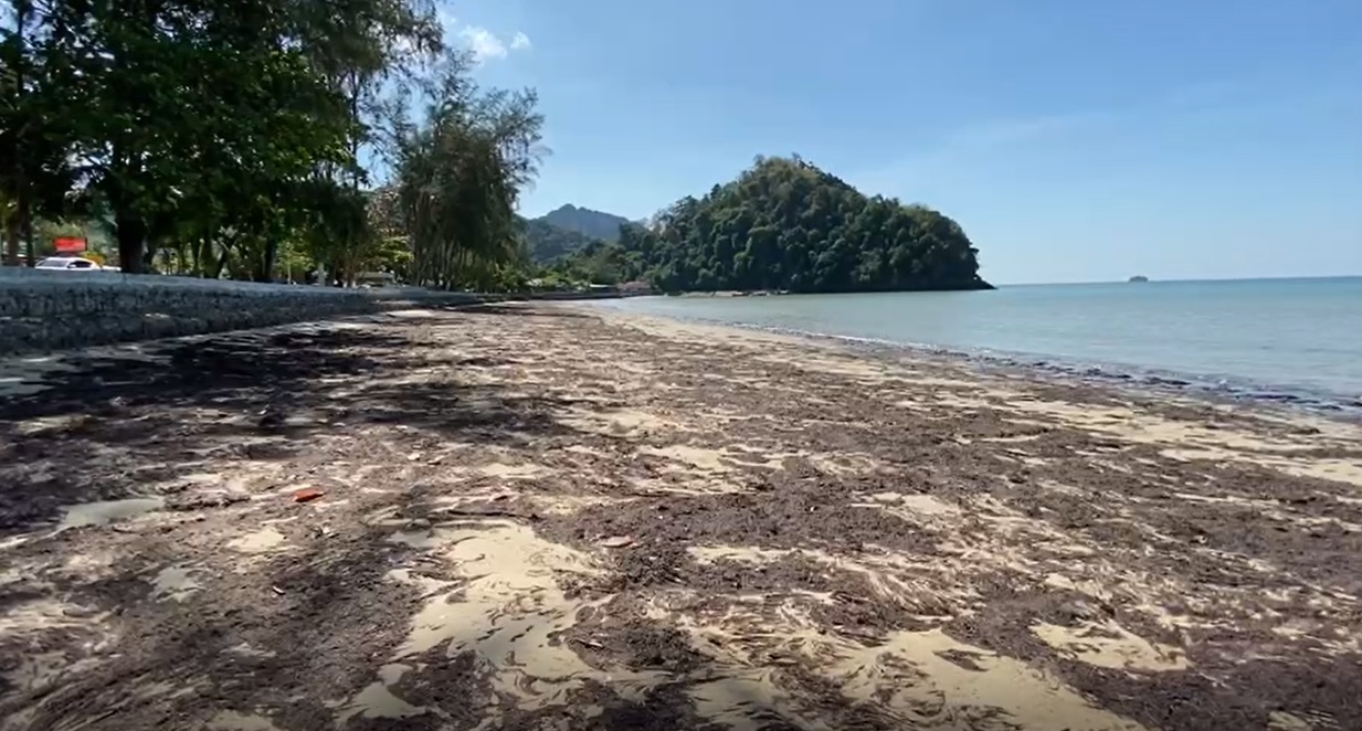 โผล่อีก! สาหร่ายทะเล ถูกคลื่นซัดหาดอ่าวนาง โผล่อีก! สาหร่ายทะเล ถูกคลื่นซัดหาดอ่าวนาง
