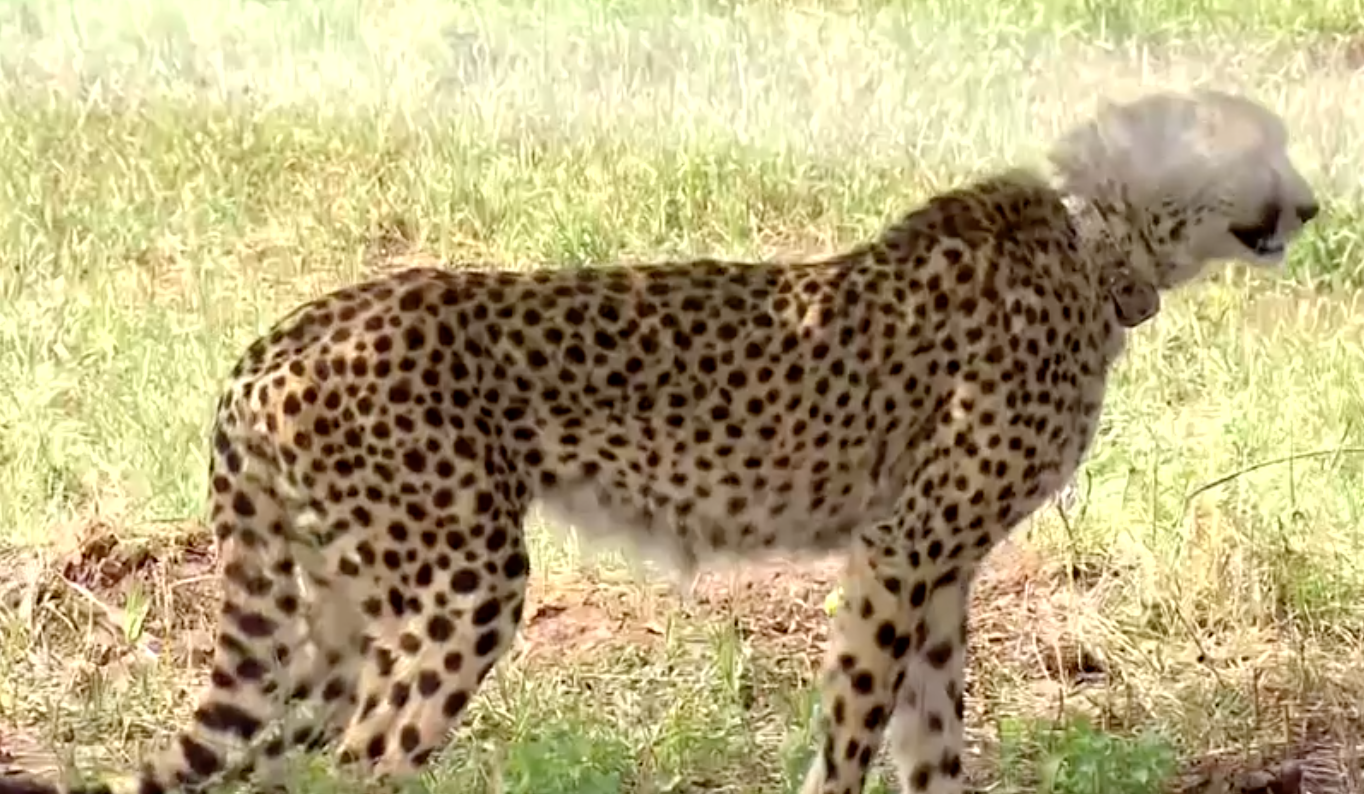 เสือชีตาห์คืนสู่อินเดียหลังสูญพันธุ์ไปนานถึง 70 ปี   