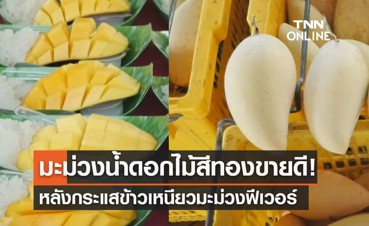 มะม่วงน้ำดอกไม้สีทอง จ.พิจิตร ขายดี! หลังกระแสข้าวเหนียวมะม่วงฟีเวอร์ 