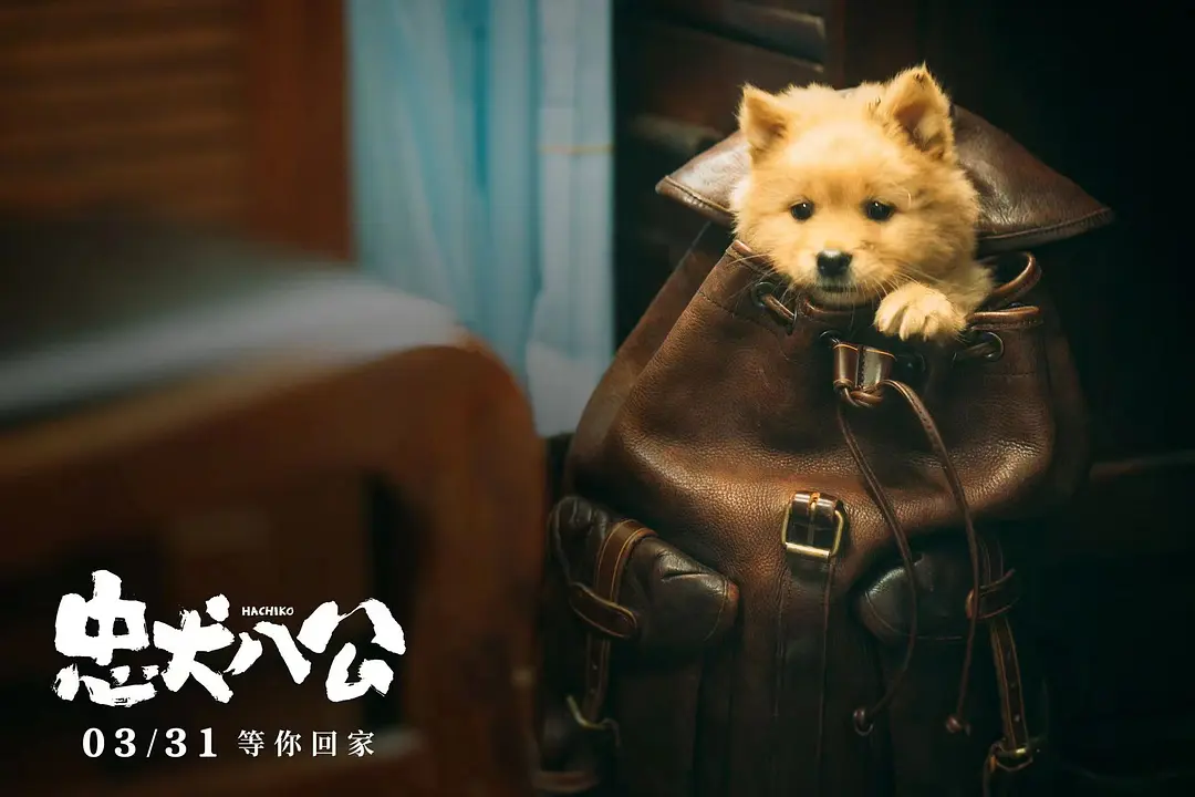 หนัง “Hachiko” เวอร์ชั่นจีน  สนับสนุนให้รับเลี้ยงสุนัขจรจัด 