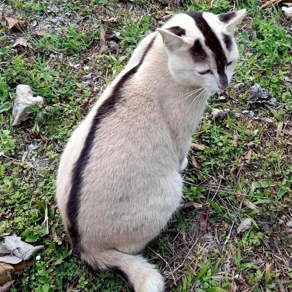 ยลโฉม น้องเหมียว ลักษณะตรงตำราแมวไทยโบราณ