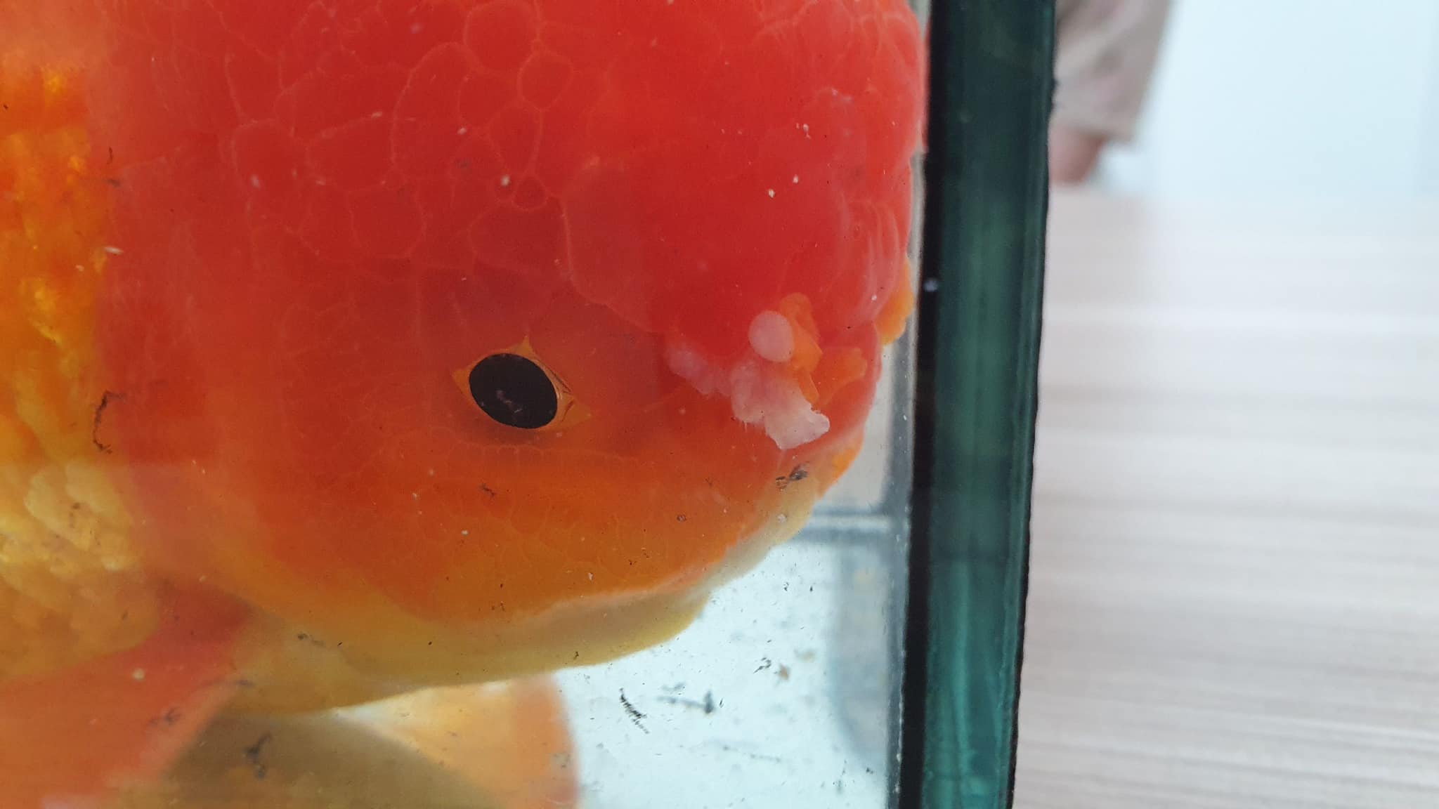 สัตวแพทย์ ผ่าตัดปลาทองสุดเนียน สัตวแพทย์ ผ่าตัดปลาทองสุดเนียน