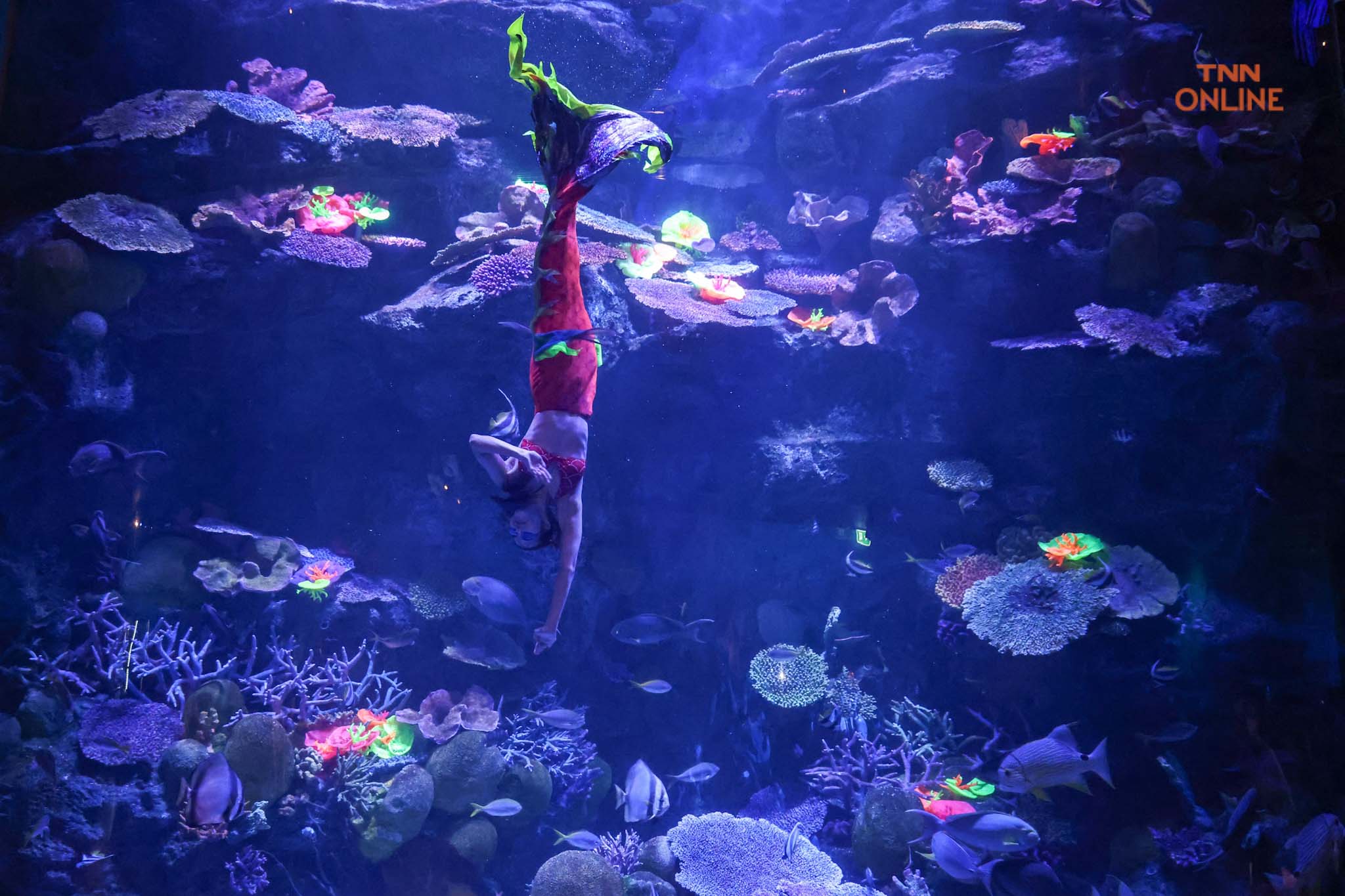 คริสต์มาสใต้ทองทะเล ซานตาคลอส-เงือกน้อย ทักทาย นทท. ผู้มาเยือน