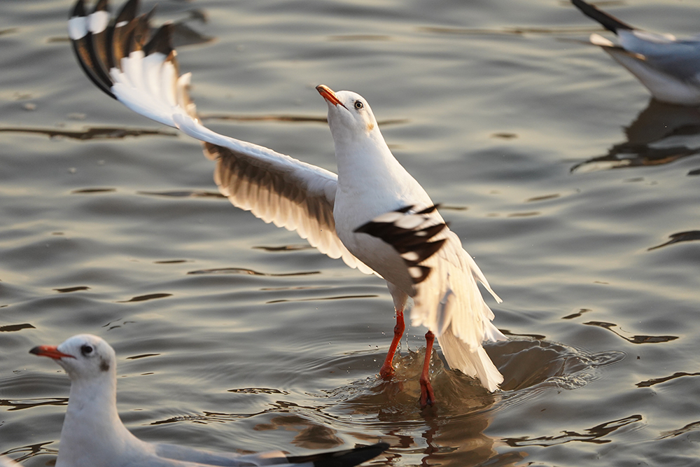 เครือซีพี ร่วมกับ สมาคมอนุรักษ์นกและธรรมชาติแห่งประเทศไทย จัดกิจกรรมชวนชมนก ‘CP Bird Walk’ ครั้งที่ 3 ส่งท้ายปี เครือซีพี ร่วมกับ สมาคมอนุรักษ์นกและธรรมชาติแห่งประเทศไทย จัดกิจกรรมชวนชมนก ‘CP Bird Walk’ ครั้งที่ 3 ส่งท้ายปี